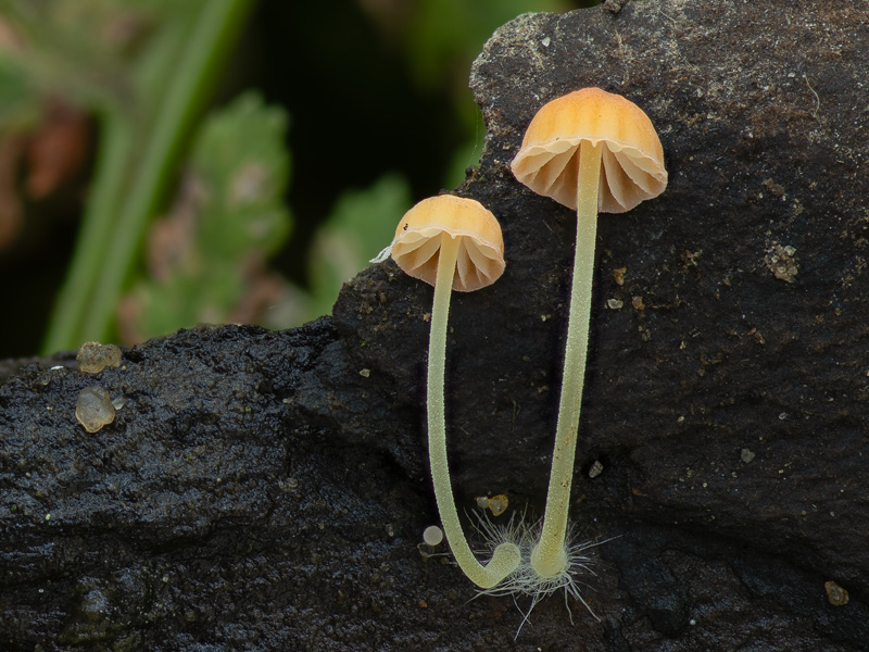 Mycena acicula